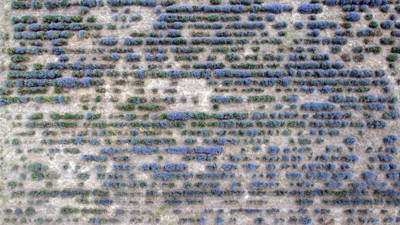 Edirne’de ‘Lavanta Tarla Günleri’ başladı