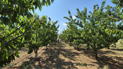 Tekirdağ'da üretiliyor! Kilosu 250 liradan kapış kapış satılıyor
