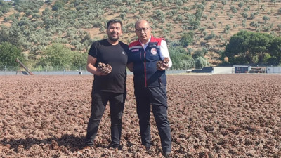 Aydın çam fıstığında hedef büyük