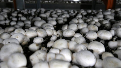 En çok kültür mantarı üretilen iller belli oldu! Bakın hangi illerde daha çok üretiliyor
