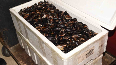 Kastamonu'da ele geçirildi! Tam 45 kilogram ve sağlıksız durumda