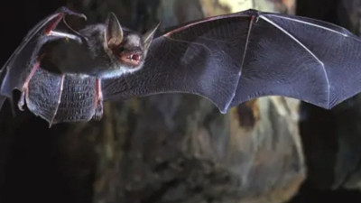 Yarasalarda yeni virüsler bulundu: Ölüm oranı yüzde 75'e varıyor