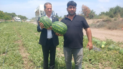 Adana karpuzu tarlada 2 liraya indi