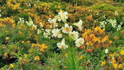 Ordu'da yetişiyor! Bu çiçeği koparmanın cezası 245 bin TL