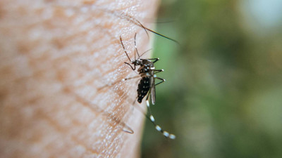 Sivrisinekler bu kokuya dayanamıyor! Uykusuz gecelere veda edin!