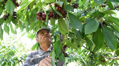 Çanakkele Lapseki'de üretiliyor: Avrupa ve ABD'ye gönderiliyor