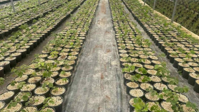 Bursa Uludağ'da üretiliyor: Yurt dışına açılmak hedefleniyor