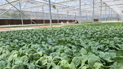 Kahramanmaraş'ta üretiliyor: Türkiye'nin 20 şehrine gönderiliyor