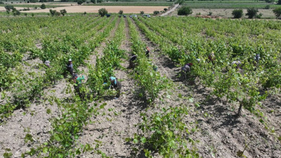 Tokat'ta üretilen o şey bu yıl altın değerinde! 2 milyar lira bekleniyor