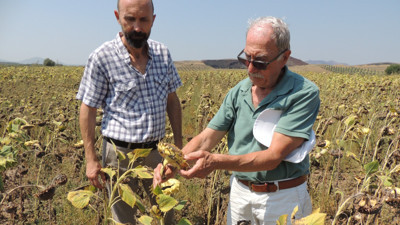 Ayçiçeği üreticinin yüzünü güldürmedi