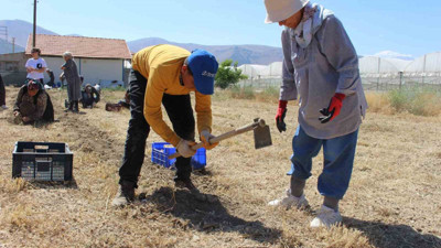 Dünyanın en değerlisi! Antalya'da hasadı başladı