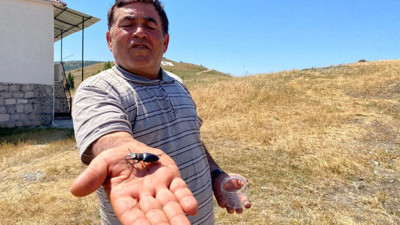 Bu böceği öldürmenin bedeli 557 bin TL! Sivas’ta görüntülendi