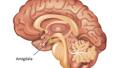 Amigdala: Duyguyu depolamak