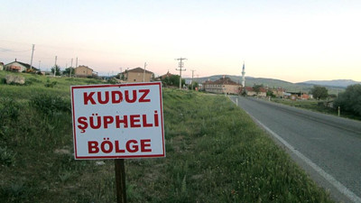 O şehirde kuduz şüphesi: Hayvan hareketleri kısıtlandı