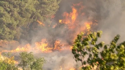 Sakarya'da yangın devam ediyor: Son durum ne?