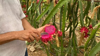 Alanya'da hasat başladı! Kan şekerini dengeliyor, kilosu 200 TL