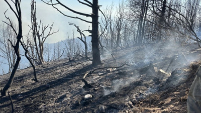 Sakarya'daki orman yanınına müdahale sürüyor