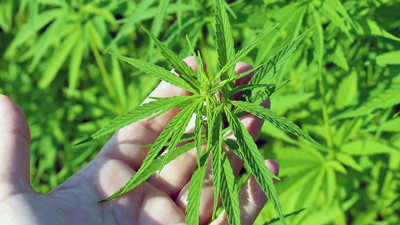 Tıbbi kenevir nedir? Tıbbi kenevir eczanelerde satılıyor mu?