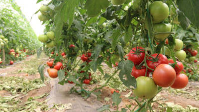 70 derecede Eskişehir'de yetişiyor! 25 bin ton verim bekleniyor