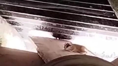Tunceli’de ortaya çıktı! Nesli tehlikede olan tür ilk kez böyle görüntülendi