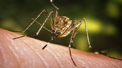 Chikungunya virüsü öldürücü mü? Türkiye'de var mı, tedavisi var mı? Hamileler chikungunya virüsü için riskli mi?