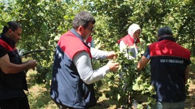 Düzce'de fındık hasat tarihleri belli oldu!