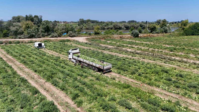 Samsun'un Bafra ilçesinde üretiliyor! 10 ila 15 lira arasında satılıyor