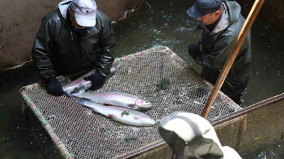 Denizi kıyısı olmayan Sivas'ta üretiliyor! Birçok ülkeye satılıyor