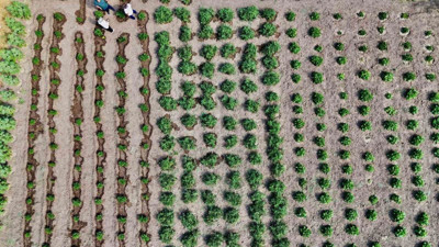 Ağrı'daki proje meyvesini verdi: Hedef 14 bin ton