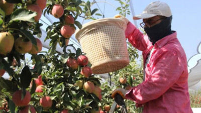 Karaman’da elma hasadı buruk başladı