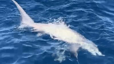 Balıkçıların oltasına 6 metrelik köpek balığı takıldı