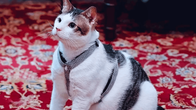 Bobby adlı kediye devlet koruması ve özel araç