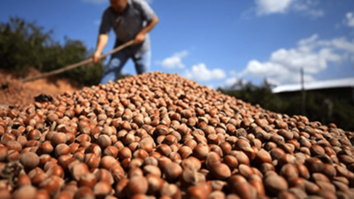 Üretici fındık alım fiyatlarını beğenmedi: Fiyatı biz belirleyeceğiz
