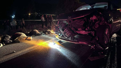 Erzincan'da 23 küçükbaş hayvan telef oldu