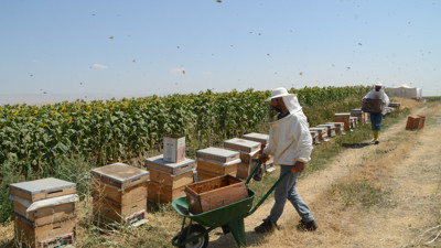Muş Alparslan Üniversitesi'nde 300 kovan balın hasadı başladı
