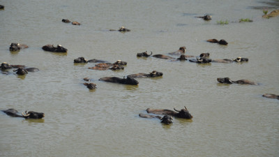 Muş'un Hasköy ilçesinde görüntülendi