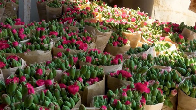 Isparta'da üretiliyor, Avrupa ülkelerine gönderiliyor