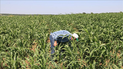 Edirne Uzunköprü'de üretiliyor! İhracatı artacak
