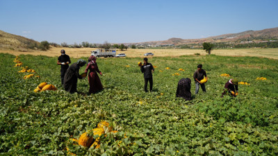 Kırıkkale'nin Delice ilçesinde yetişiyor! 100 ton ürün elde edildi