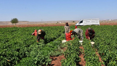 Gaziantep'te biber hasadı başladı!