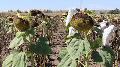 ‘Mısır taban fiyatı açıklansın’