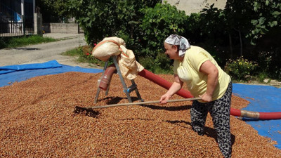 Ordu'da fındıkta patoz mesaisi başladı! Saatlik ücreti duyan inanamadı