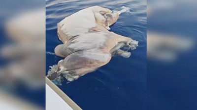 Antalya Gazipaşa'da akılalmaz olay! Denizden çıktı