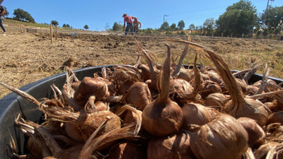 Karabük'ün en değerlisi! Kilosu 450 bin liraya satılıyor