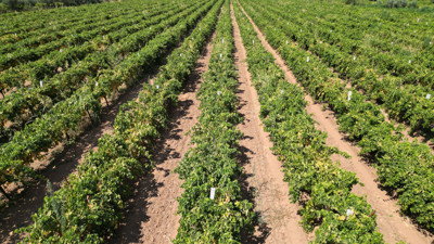 Manisa Turgutlu'da üretiliyor: Yurt dışına gönderiliyor