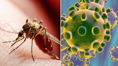 Chikungunya virüsü için uzman isimden uyarı