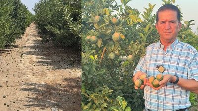 Meyveler sıcaktan dökülüyor