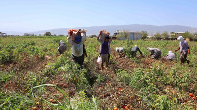Aydın'da saati 250 liraya çalışıyorlar! Çöl sıcaklarında domates mesaisi