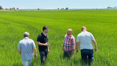 Edirne Ovası yeşile büründü