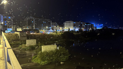 Sineklerin ölüm dansı başladı! Ardahan'da görüldü